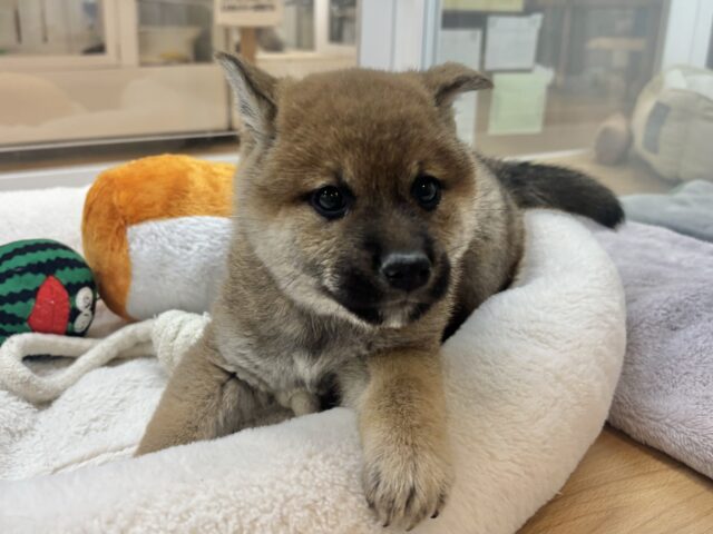 柴犬