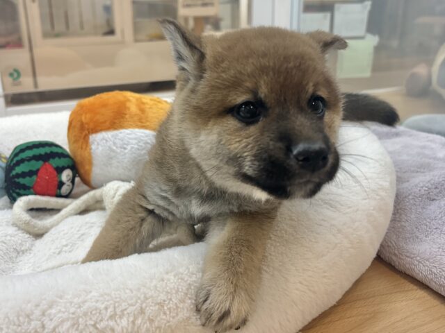 柴犬