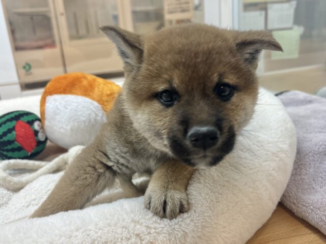 柴犬