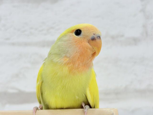 【最新画像更新🪄もうすぐひとり餌☆】フレッシュ🍋ビタミン🍊ブーケット💐コザクラインコ(タイガーチェリー) ヒナ コザクラインコ(小桜インコ)