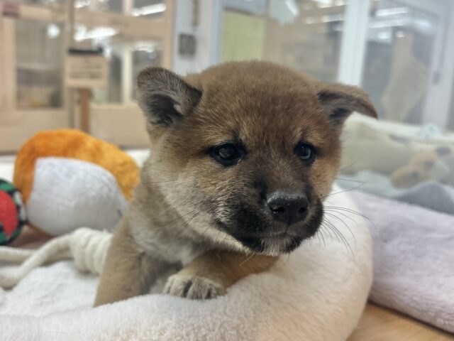 柴犬