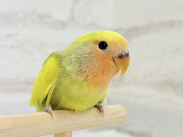 【最新画像更新🪄もうすぐひとり餌☆】フレッシュ🍋ビタミン🍊ブーケット💐コザクラインコ(タイガーチェリー) ヒナ コザクラインコ(小桜インコ)