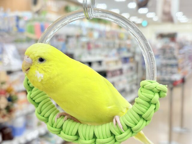 【最新画像更新🪄】ムチッと♡優しいジャンボちゃん🐥🪅ジャンボセキセイインコ(ダブルファクター) ジャンボセキセイインコ
