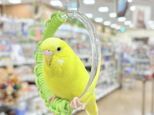 【最新画像更新🪄】ムチッと♡優しいジャンボちゃん🐥🪅ジャンボセキセイインコ(ダブルファクター) ジャンボセキセイインコ