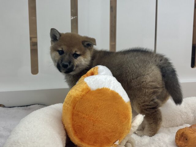 柴犬