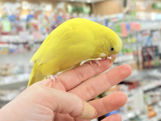 【最新画像更新🪄】ムチッと♡優しいジャンボちゃん🐥🪅ジャンボセキセイインコ(ダブルファクター) ジャンボセキセイインコ