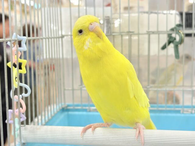 【最新画像更新🪄】ムチッと♡優しいジャンボちゃん🐥🪅ジャンボセキセイインコ(ダブルファクター) ジャンボセキセイインコ