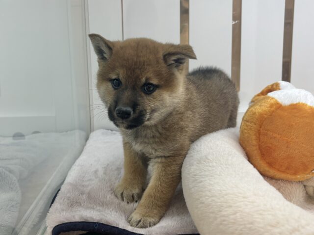 柴犬