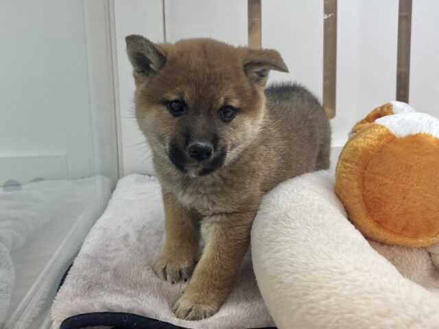 柴犬