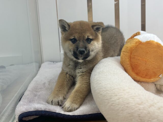 柴犬