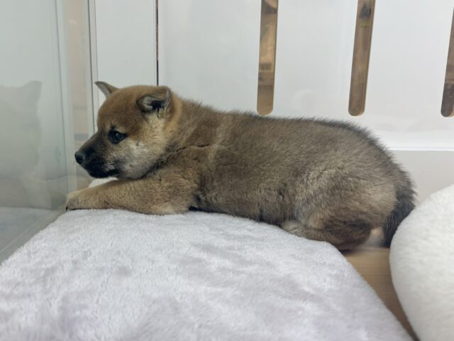 柴犬