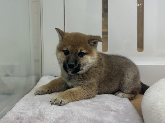 柴犬