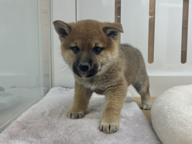 柴犬