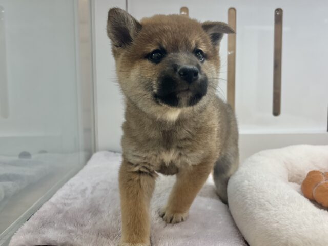 柴犬