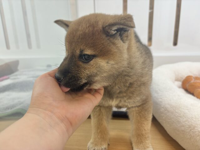柴犬