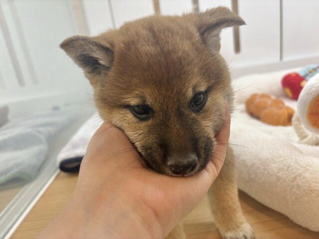 柴犬
