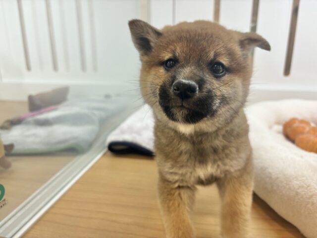 柴犬