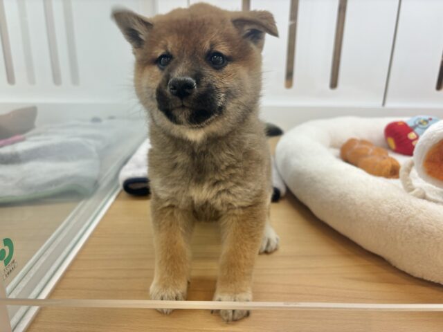 柴犬