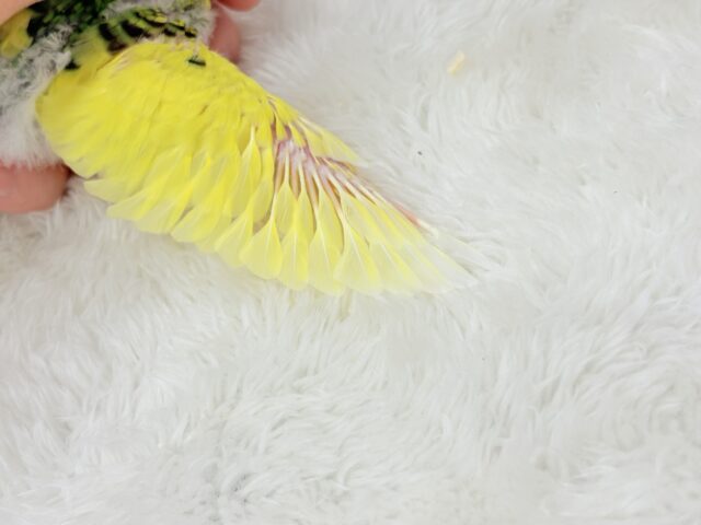 【最新画像更新🪄】ビビッと元気にビタミンカラー🐣★セキセイインコ(パイド) ヒナ セキセイインコ