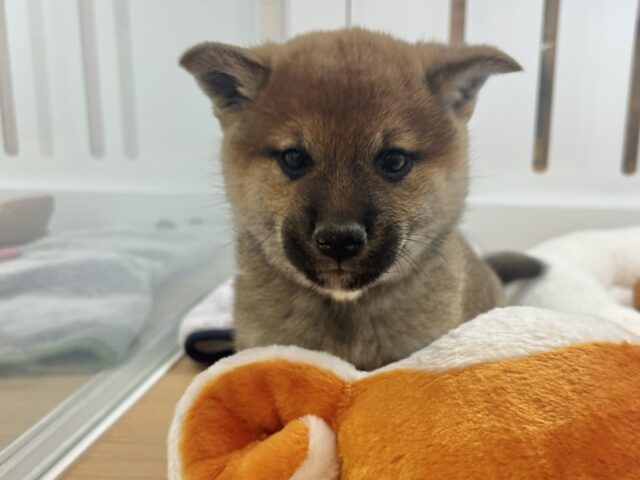 柴犬