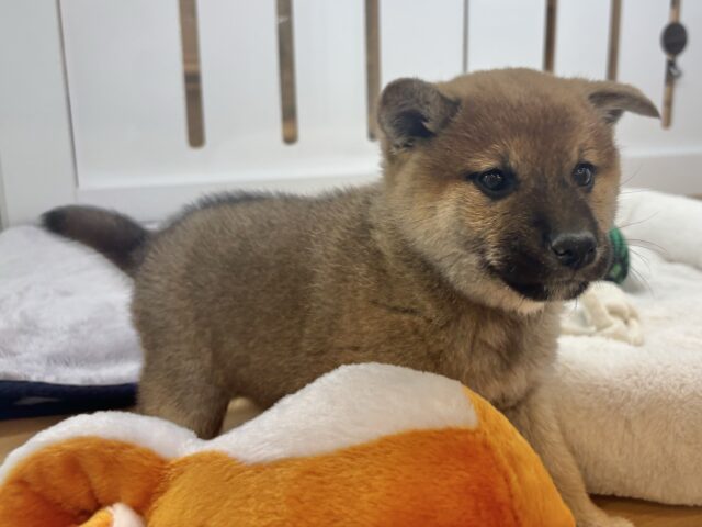 柴犬