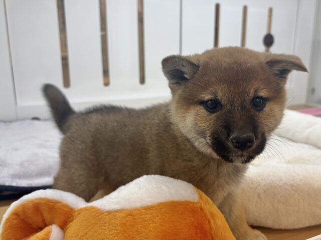柴犬