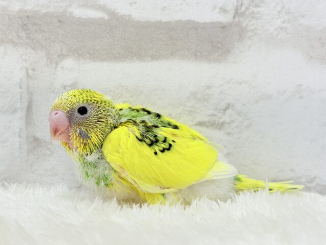 【最新画像更新🪄】ビビッと元気にビタミンカラー🐣★セキセイインコ(パイド) ヒナ セキセイインコ