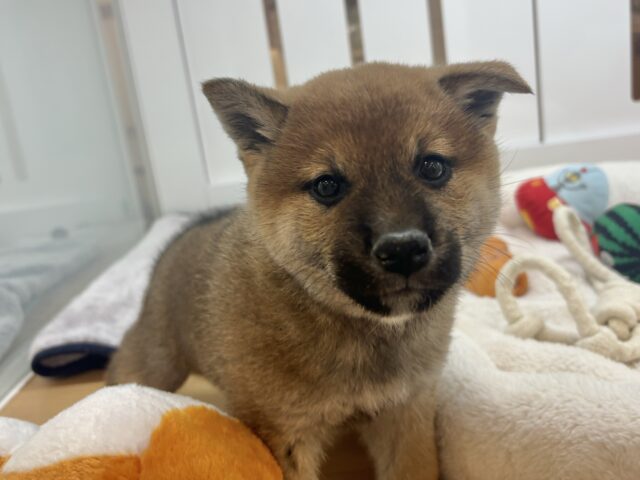 柴犬