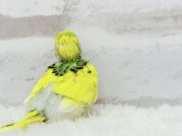 【最新画像更新🪄】ビビッと元気にビタミンカラー🐣★セキセイインコ(パイド) ヒナ セキセイインコ