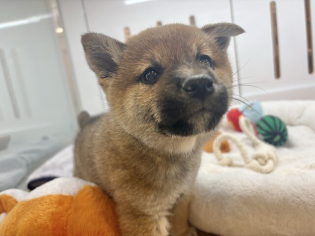 柴犬