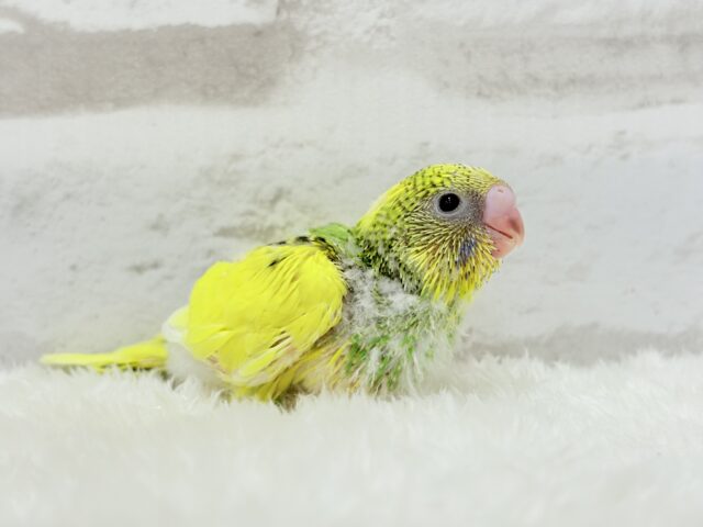 【最新画像更新🪄】ビビッと元気にビタミンカラー🐣★セキセイインコ(パイド) ヒナ セキセイインコ