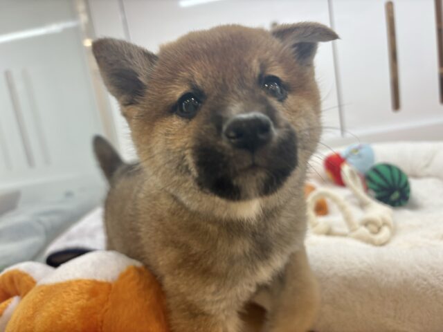 柴犬