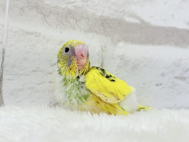 【最新画像更新🪄】ビビッと元気にビタミンカラー🐣★セキセイインコ(パイド) ヒナ セキセイインコ