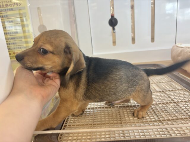 チワックス