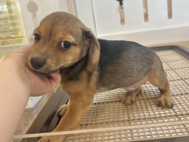 チワックス