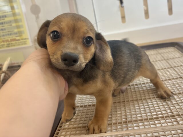 オイラの魅力は底知らず♥チワックスくん! チワックス