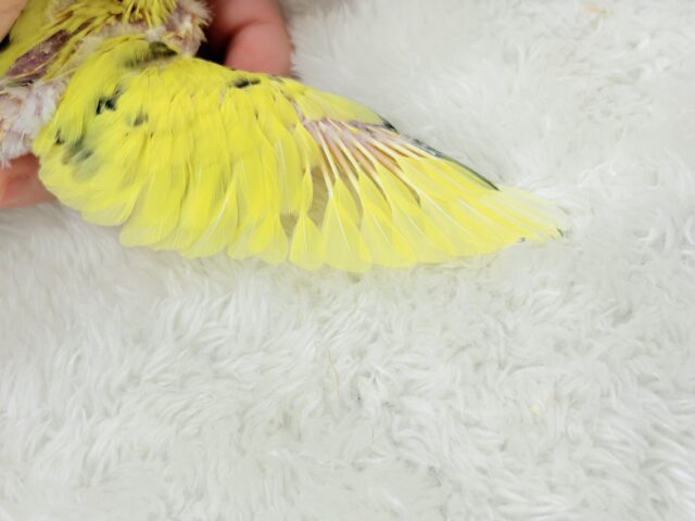 【最新画像更新🪄】ぶんぶんぶんっ🐝𓂃𓈒𓏸︎︎︎︎蜂蜜求めて🐣🍯セキセイインコ(黄色ハルクイン) ヒナ セキセイインコ