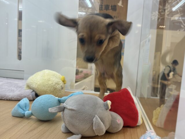 チワックス