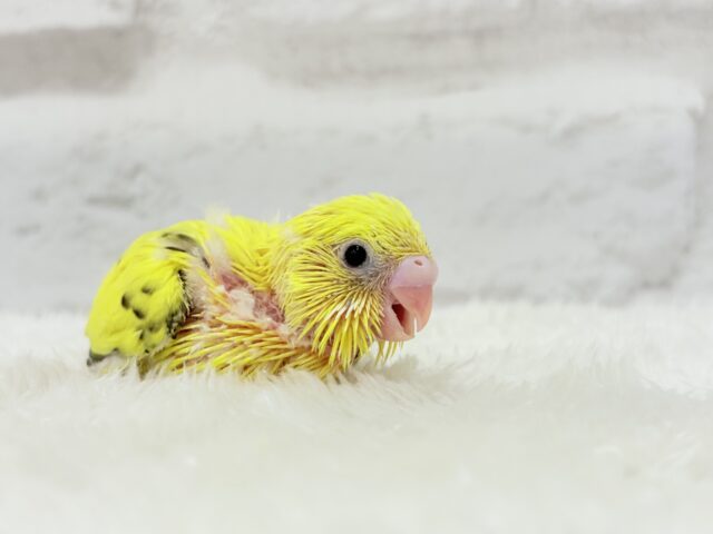 【最新画像更新🪄】ぶんぶんぶんっ🐝𓂃𓈒𓏸︎︎︎︎蜂蜜求めて🐣🍯セキセイインコ(黄色ハルクイン) ヒナ セキセイインコ