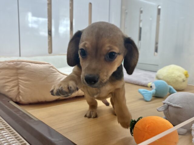 チワックス