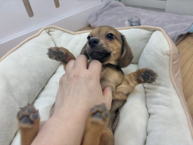 チワックス