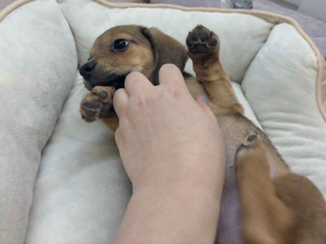 チワックス
