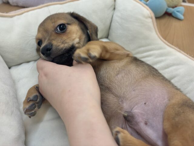 オイラの魅力は底知らず♥チワックスくん! チワックス