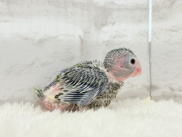 マメルリハ