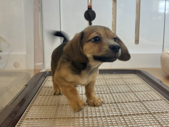 オイラの魅力は底知らず♥チワックスくん! チワックス