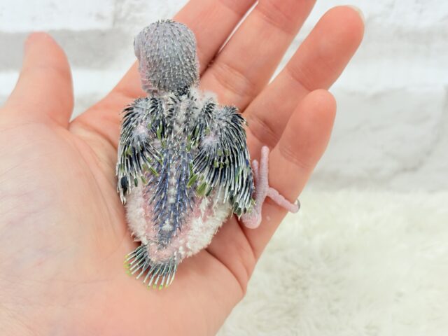 マメルリハ
