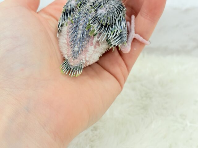 マメルリハ