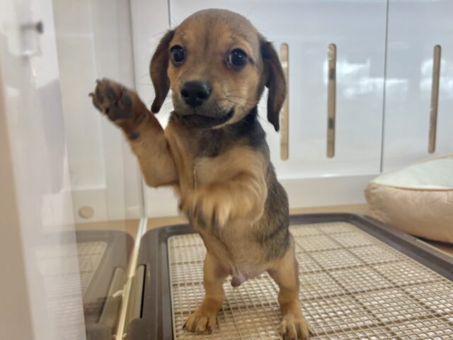 チワックス