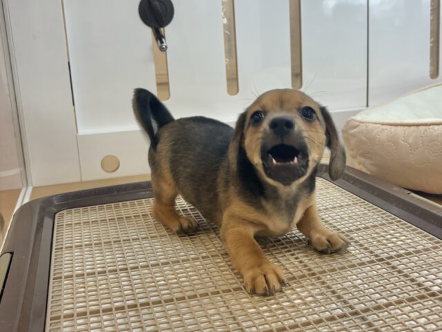 チワックス