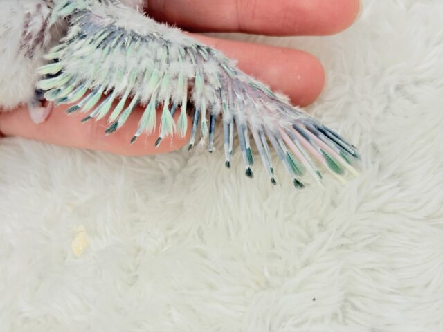 【最新画像更新🪄】フレッシュ🫧シャリシャリ❄️青リンゴ🐣🍏コザクラインコ(ブルーチェリーパイド) ヒナ コザクラインコ(小桜インコ)